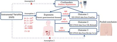 Genetic and causal relationship between chronic gastrointestinal diseases and erectile dysfunction: a Mendelian randomization study